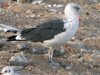 3cy LBBG intermedius, ringed in Norway. (133525 bytes)